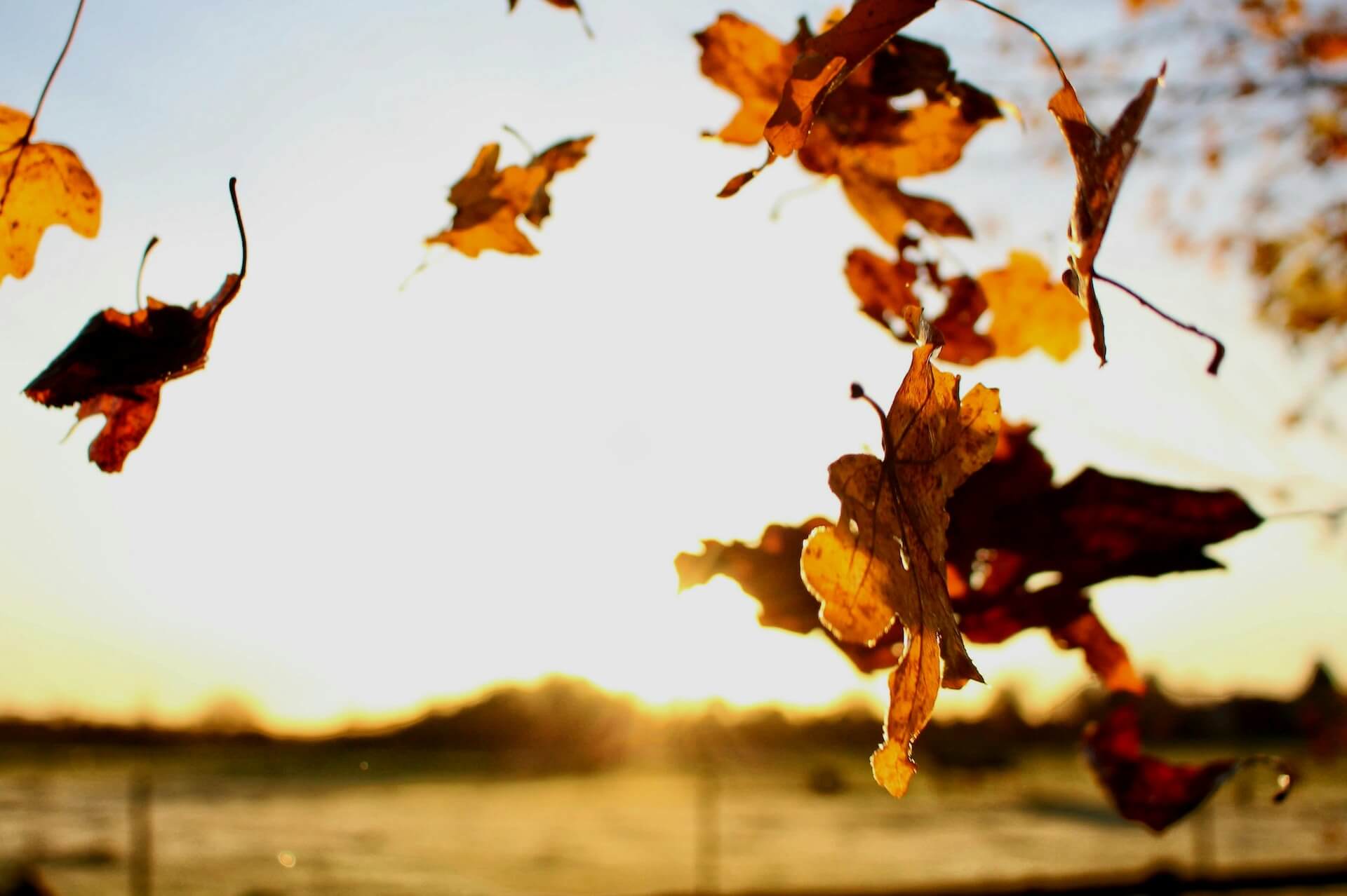 Feuilles mortes sur une gouttière sans protection